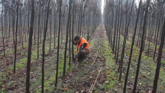 (Özel) Balıkesir'de üretilen 11,5 milyon fidan dünyayı yeşillendiriyor