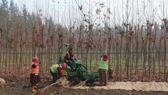 (Özel) Balıkesir'de üretilen 11,5 milyon fidan dünyayı yeşillendiriyor