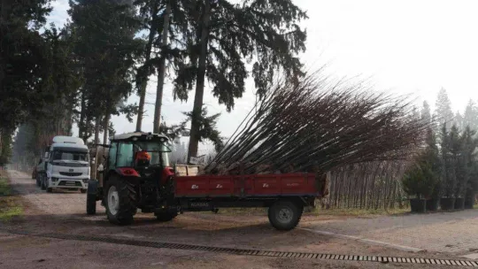 (Özel) Balıkesir'de üretilen 11,5 milyon fidan dünyayı yeşillendiriyor