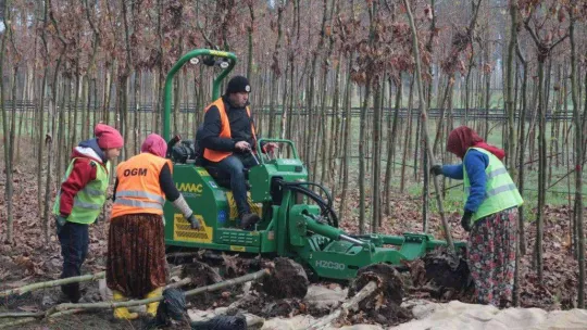 (Özel) Balıkesir'de üretilen 11,5 milyon fidan dünyayı yeşillendiriyor