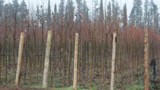 (Özel) Balıkesir'de üretilen 11,5 milyon fidan dünyayı yeşillendiriyor