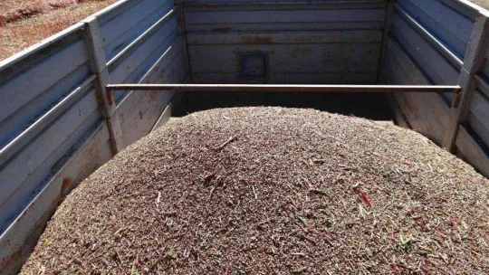 (ÖZEL) Bu buğday çölyak hastaları için çok önemli