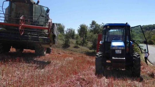 (ÖZEL) Bu buğday çölyak hastaları için çok önemli
