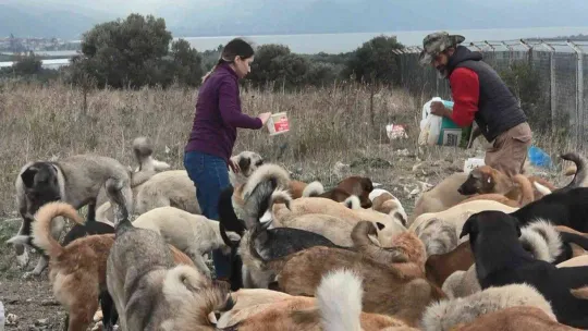 (Özel) Bursa'da 16 gönüllü, kurdukları barınakta 300 sokak hayvanına bakıyor