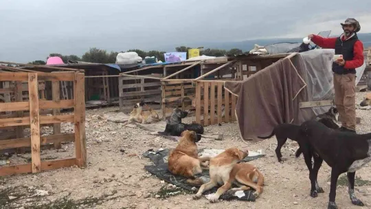 (Özel) Bursa'da 16 gönüllü, kurdukları barınakta 300 sokak hayvanına bakıyor