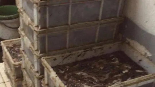 (Özel) Çanakkale'de kaçak deniz patlıcanı operasyonu