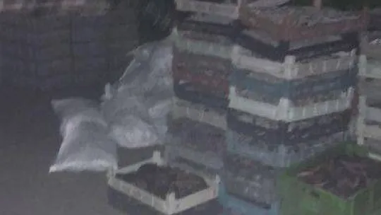 (Özel) Çanakkale'de kaçak deniz patlıcanı operasyonu