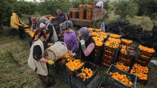 (Özel) Havran Mandalinası'na 1915 Çanakkale Köprüsü ve Kazdağları tüneli piyangosu