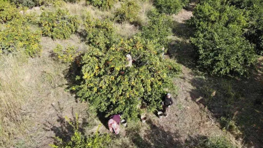 (Özel) Havran Mandalinası'na 1915 Çanakkale Köprüsü ve Kazdağları tüneli piyangosu