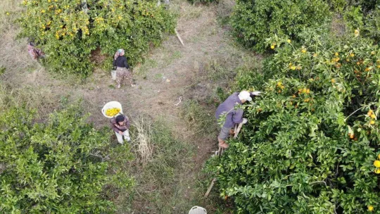 (Özel) Havran Mandalinası'na 1915 Çanakkale Köprüsü ve Kazdağları tüneli piyangosu