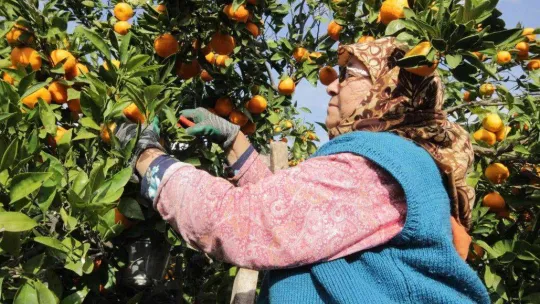 (Özel) Havran Mandalinası'na 1915 Çanakkale Köprüsü ve Kazdağları tüneli piyangosu