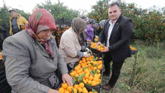 (Özel) Havran Mandalinası'na 1915 Çanakkale Köprüsü ve Kazdağları tüneli piyangosu