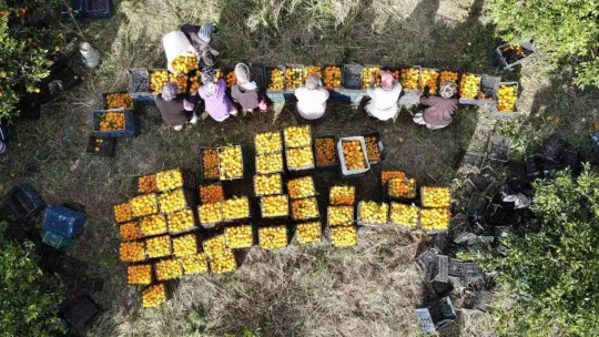 (Özel) Havran Mandalinası'na 1915 Çanakkale Köprüsü ve Kazdağları tüneli piyangosu