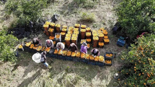 (Özel) Havran Mandalinası'na 1915 Çanakkale Köprüsü ve Kazdağları tüneli piyangosu