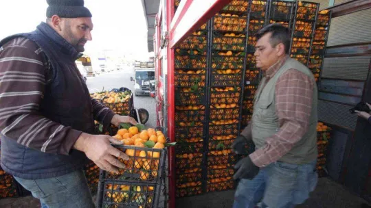 (Özel) Havran Mandalinası'na 1915 Çanakkale Köprüsü ve Kazdağları tüneli piyangosu