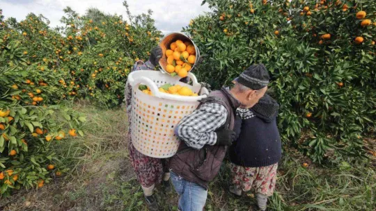 (Özel) Havran Mandalinası'na 1915 Çanakkale Köprüsü ve Kazdağları tüneli piyangosu