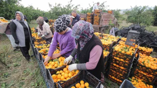 (Özel) Havran Mandalinası'na 1915 Çanakkale Köprüsü ve Kazdağları tüneli piyangosu