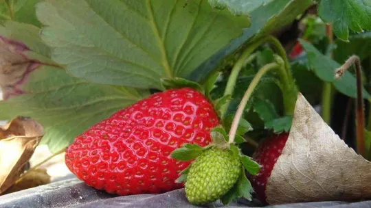 (Özel) Köylü kadınların hayatı bir fide ile değişti...Köyün tamamı 7 ay çilek üretiyor