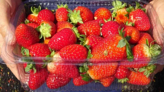 (Özel) Köylü kadınların hayatı bir fide ile değişti...Köyün tamamı 7 ay çilek üretiyor