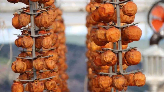 (ÖZEL) Kurutmaya bıraktıkları cennet hurmalarına adeta çocuk gibi bakıyorlar