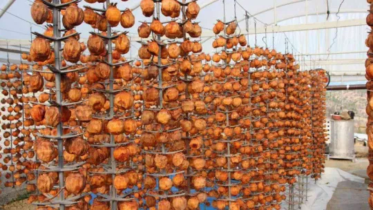 (ÖZEL) Kurutmaya bıraktıkları cennet hurmalarına adeta çocuk gibi bakıyorlar