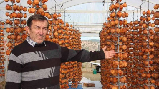 (ÖZEL) Kurutmaya bıraktıkları cennet hurmalarına adeta çocuk gibi bakıyorlar