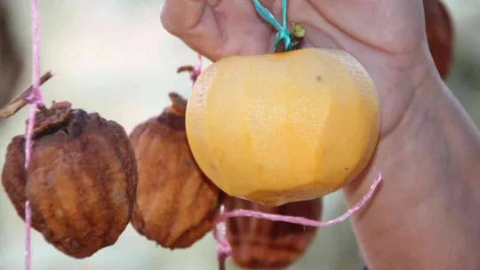 (ÖZEL) Kurutmaya bıraktıkları cennet hurmalarına adeta çocuk gibi bakıyorlar