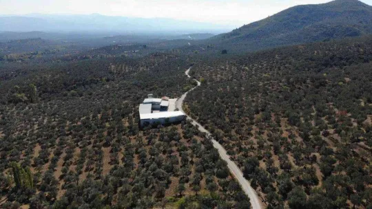 (Özel) Zeytinyağı alırken aldanmayın