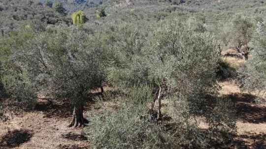 (Özel) Zeytinyağı alırken aldanmayın