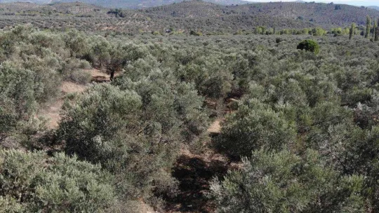 (Özel) Zeytinyağı alırken aldanmayın