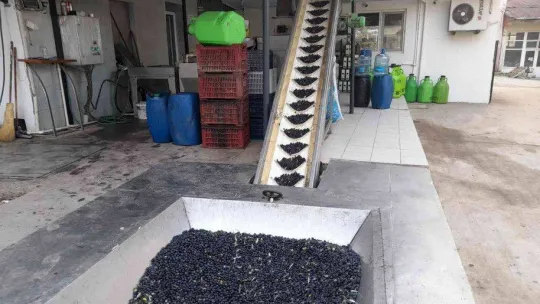 (Özel) Zeytinyağı üretiminde rekor bekleniyor