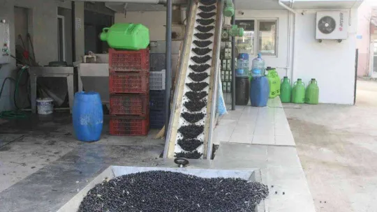 (Özel) Zeytinyağı üretiminde rekor bekleniyor