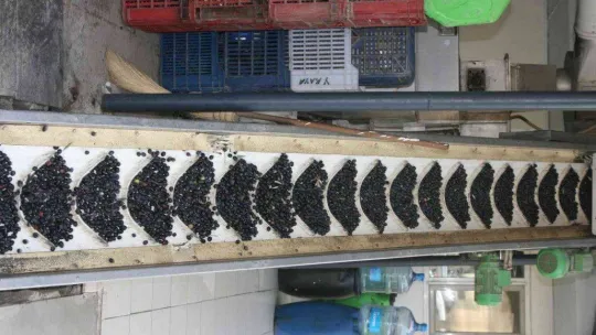 (Özel) Zeytinyağı üretiminde rekor bekleniyor