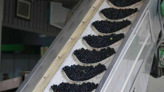 (Özel) Zeytinyağı üretiminde rekor bekleniyor