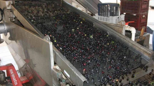 (Özel) Zeytinyağı üretiminde rekor bekleniyor