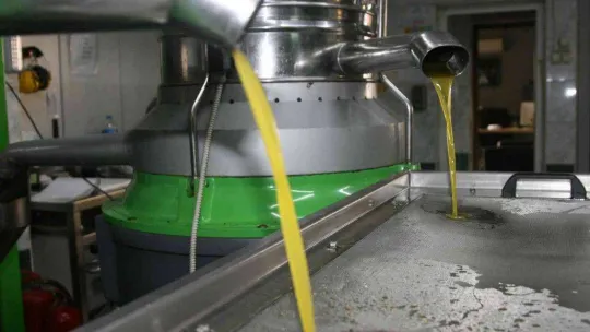 (Özel) Zeytinyağı üretiminde rekor bekleniyor