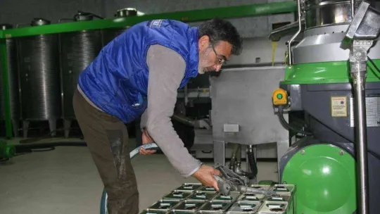 (Özel) Zeytinyağı üretiminde rekor bekleniyor