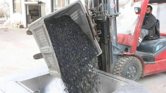 (Özel) Zeytinyağı üretiminde rekor bekleniyor