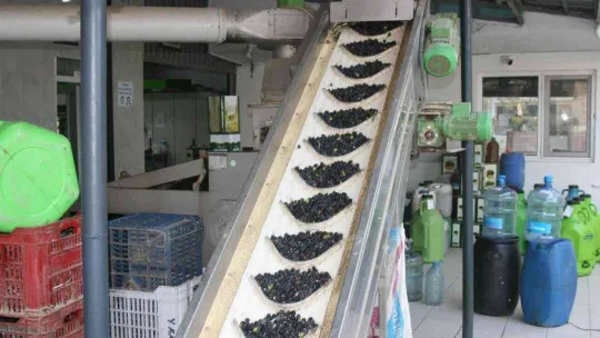 (Özel) Zeytinyağı üretiminde rekor bekleniyor