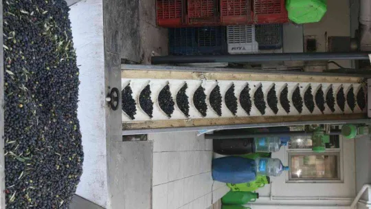 (Özel) Zeytinyağı üretiminde rekor bekleniyor