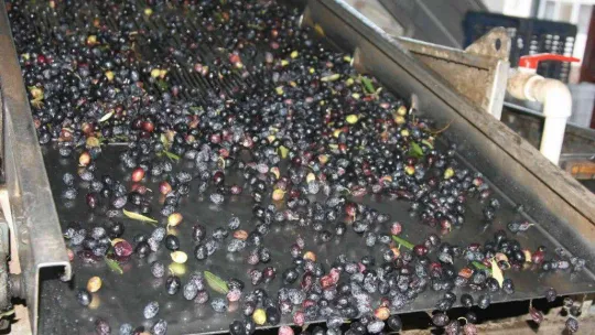 (Özel) Zeytinyağı üretiminde rekor bekleniyor