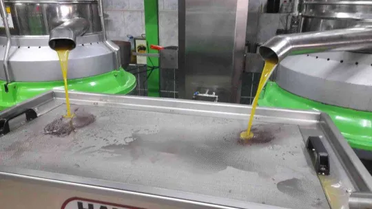 (Özel) Zeytinyağı üretiminde rekor bekleniyor