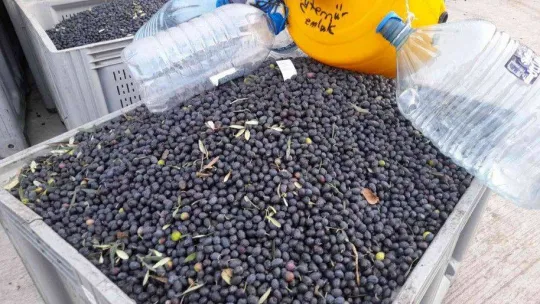 (Özel) Zeytinyağı üretiminde rekor bekleniyor