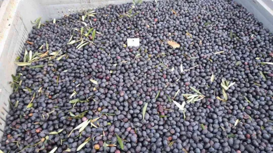 (Özel) Zeytinyağı üretiminde rekor bekleniyor