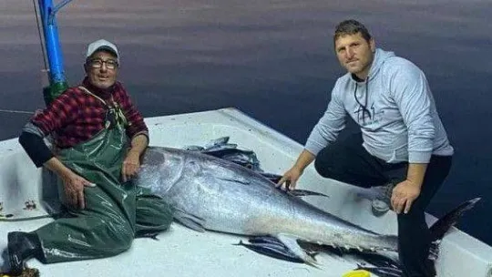 Palamudun peşine düşen orkinos ağlara takıldı