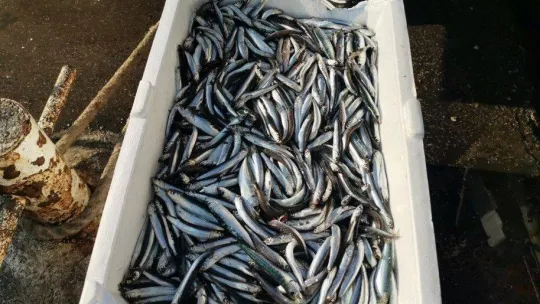 Palamut gitti o geldi! Bandırma'da hamsi akını