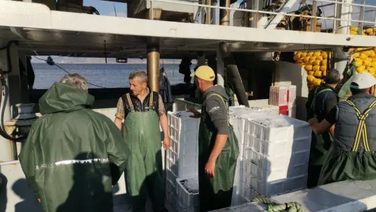 Palamut gitti o geldi! Bandırma'da hamsi akını