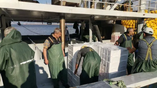 Palamut gitti o geldi! Bandırma'da hamsi akını