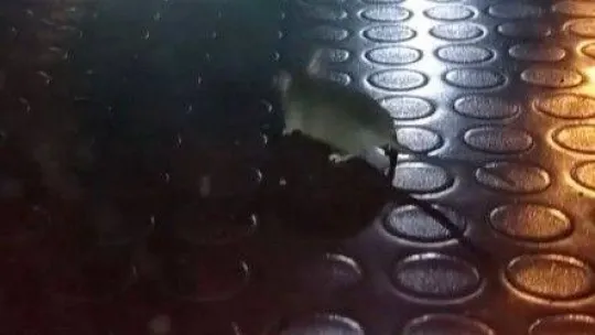 Pendik'te mide bulandıran görüntü: Simit tezgahından fare çıktı