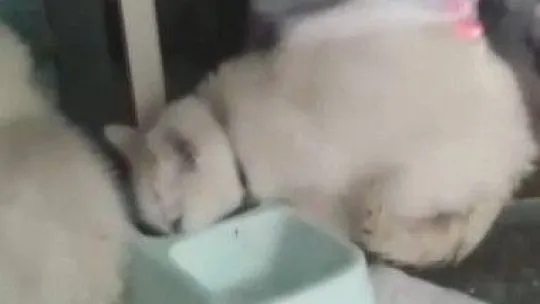 Pendik'te petshopta pes dedirten görüntü: Hayvanları pis alanlarda tutuyorlar